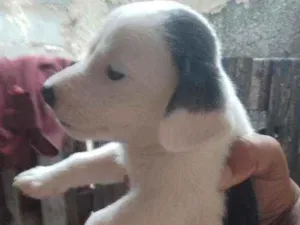 Cachorro raça Pulso com vira lata idade Abaixo de 2 meses nome São recém nascido s