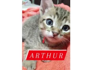 Gato raça SRD-ViraLata idade Abaixo de 2 meses nome Arthur