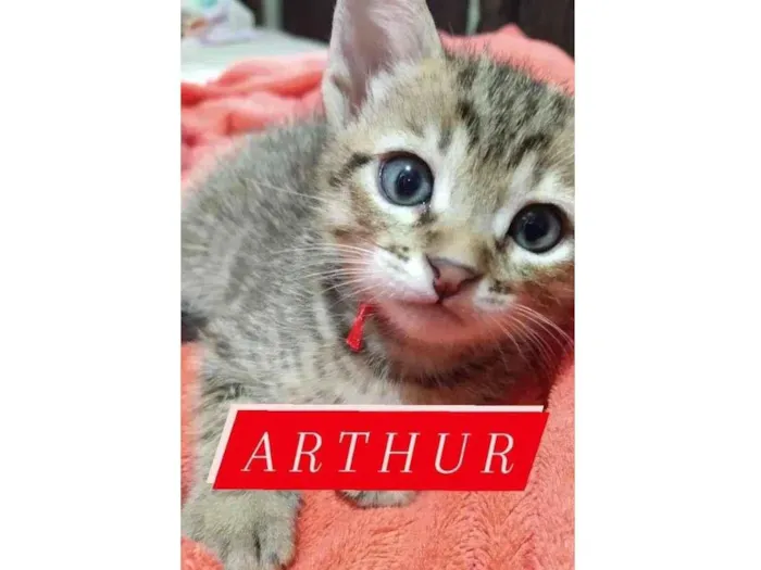 Gato ra a SRD-ViraLata idade Abaixo de 2 meses nome Arthur