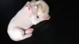 Amelia