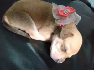 Cachorro raça Sem raça definida  idade Abaixo de 2 meses nome Sol