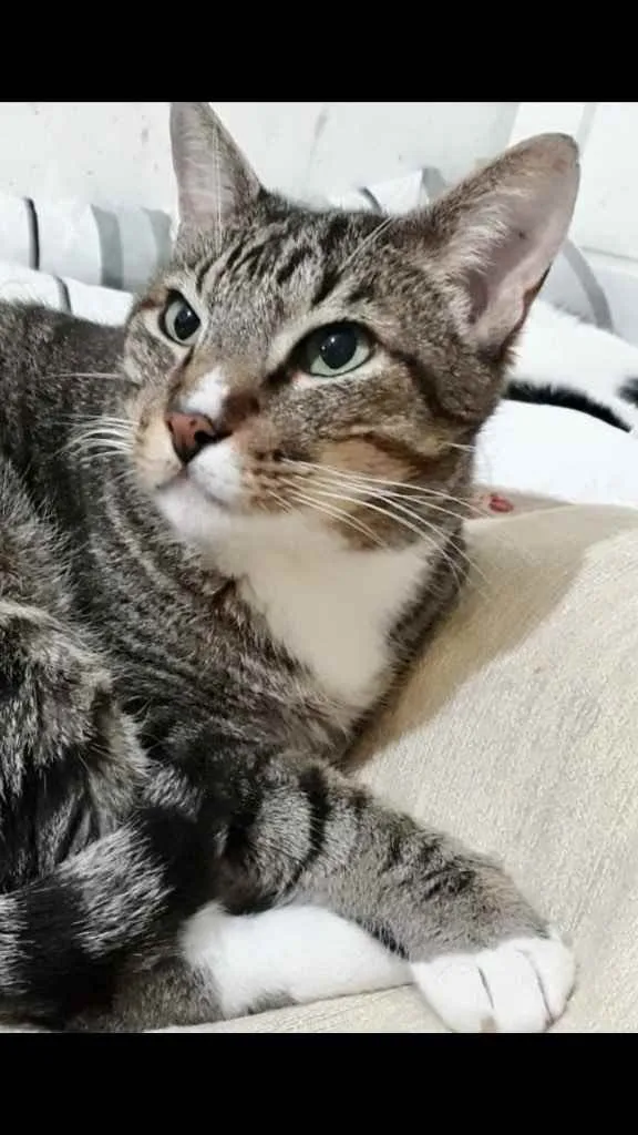 Gato raça Srd  idade 2 anos nome Tigue um gato lindo 