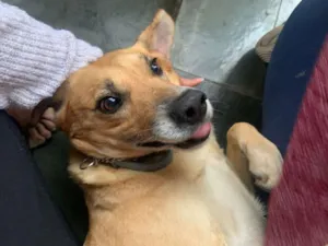 Gato raça SRD-ViraLata idade 6 ou mais anos nome Duque