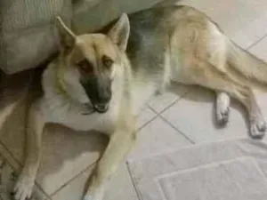 Cachorro raça Pastor Alemão idade 6 ou mais anos nome Ayla