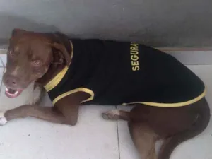 Cachorro raça vira  lata   com  pit  bull idade 1 ano nome kadu