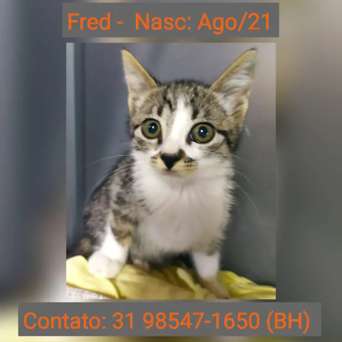 Gato raça SRD idade 2 a 6 meses nome FRED