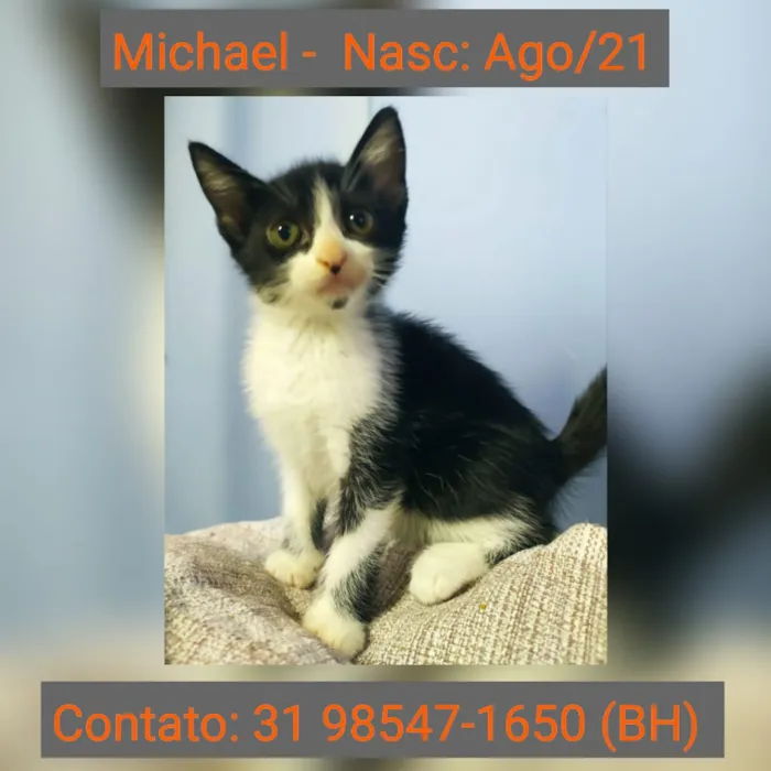 Gato raça SRD idade 2 a 6 meses nome MICHAEL
