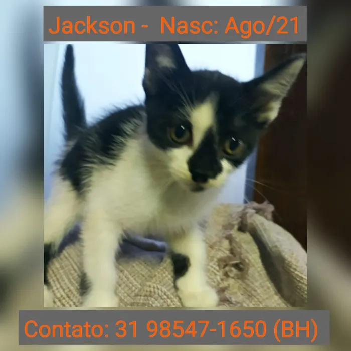 Gato raça SRD idade 2 a 6 meses nome JACKSON