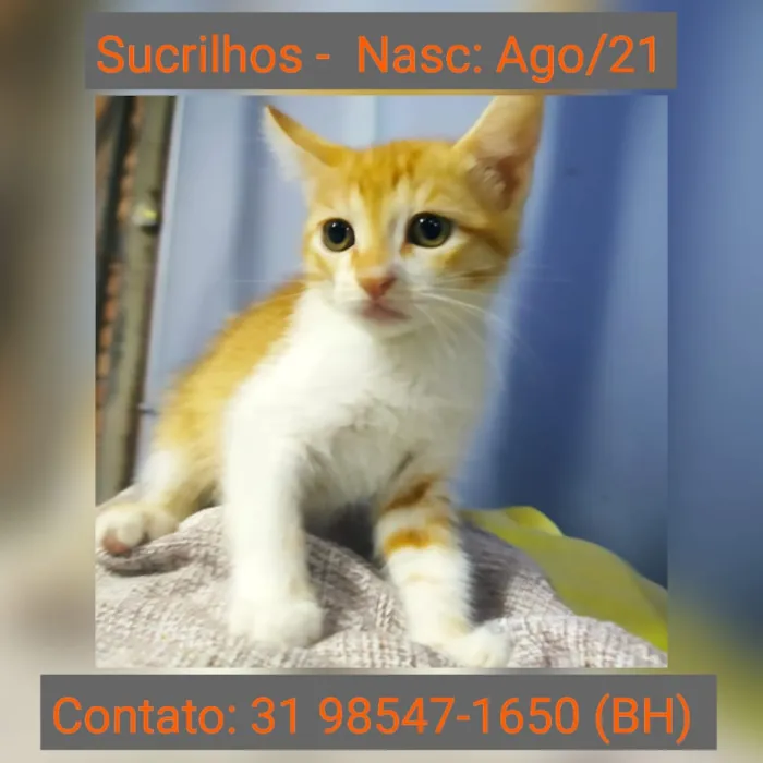 Gato raça SRD idade 2 a 6 meses nome SUCRILHOS