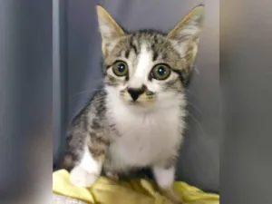 Gato raça SRD idade 2 a 6 meses nome FRED