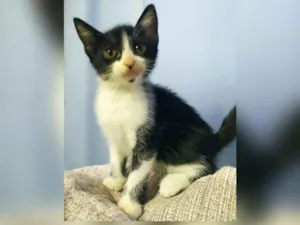 Gato raça SRD idade 2 a 6 meses nome MICHAEL