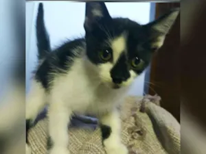 Gato raça SRD idade 2 a 6 meses nome JACKSON