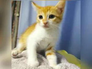 Gato raça SRD idade 2 a 6 meses nome SUCRILHOS