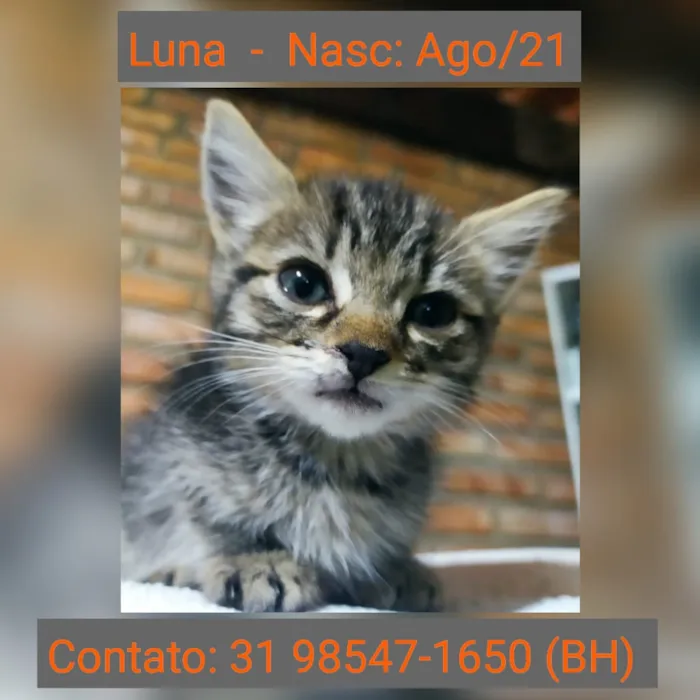 Gato raça SRD idade 2 a 6 meses nome LUNA