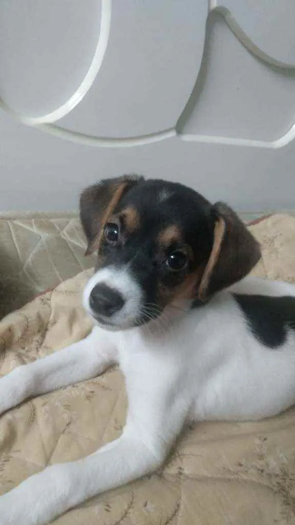 Cachorro raça Sem raça  definida idade 2 a 6 meses nome Laura