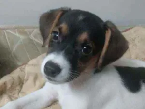 Cachorro raça Sem raça  definida idade 2 a 6 meses nome Laura