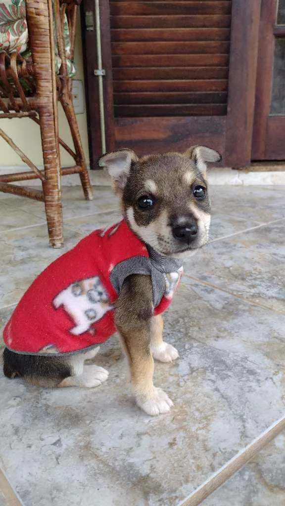 Cachorro ra a vira latinha lindo idade 2 a 6 meses nome Luna