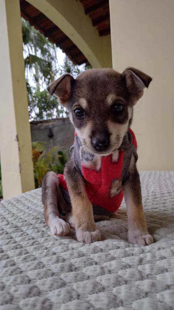 Cachorro ra a vira latinha lindo idade 2 a 6 meses nome Luna