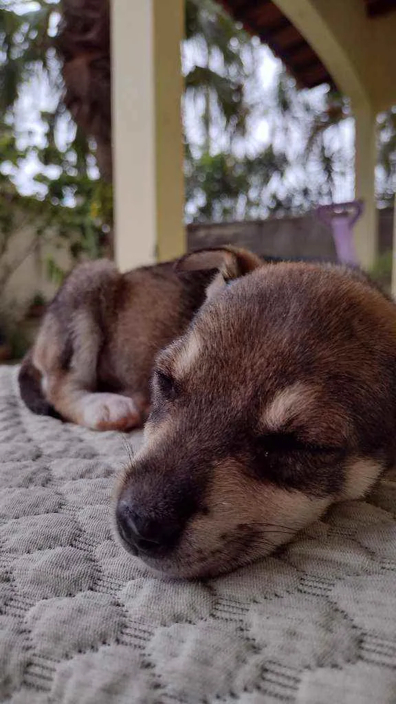 Cachorro ra a vira latinha lindo idade 2 a 6 meses nome Luna