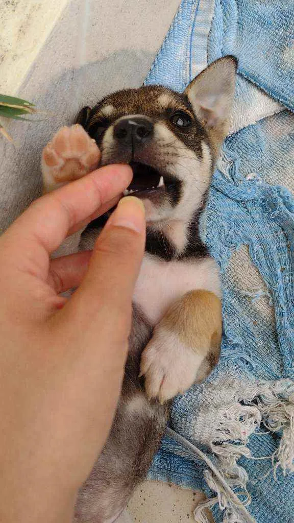 Cachorro ra a vira latinha lindo idade 2 a 6 meses nome Luna