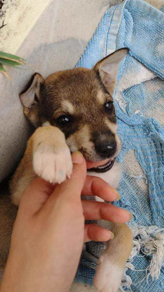 Cachorro ra a vira latinha lindo idade 2 a 6 meses nome Luna