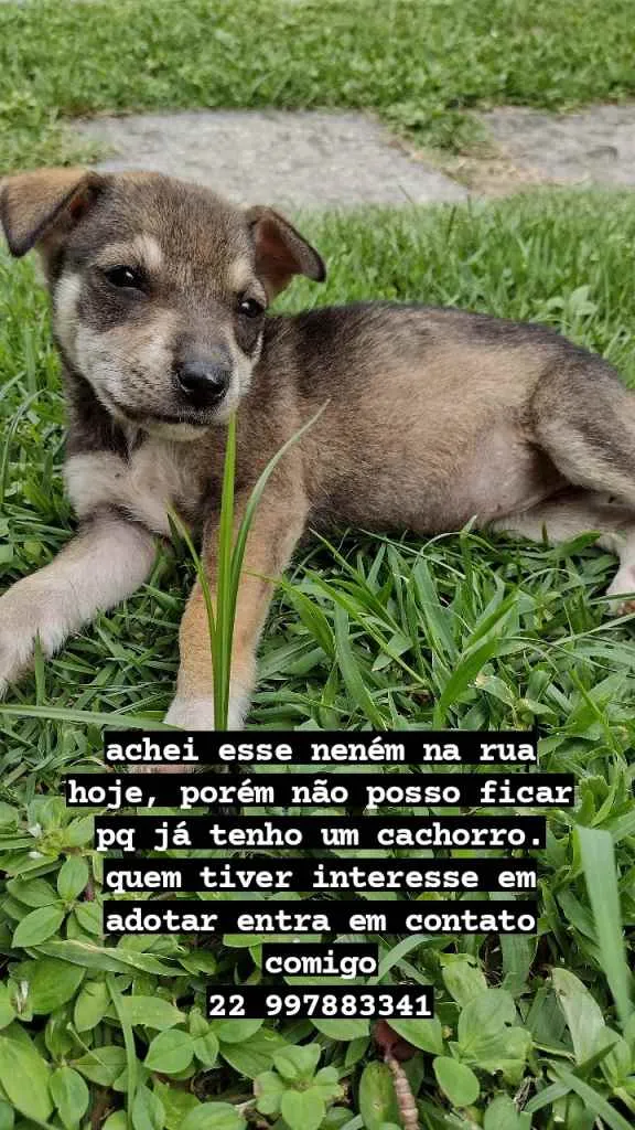 Cachorro ra a vira latinha lindo idade 2 a 6 meses nome Luna
