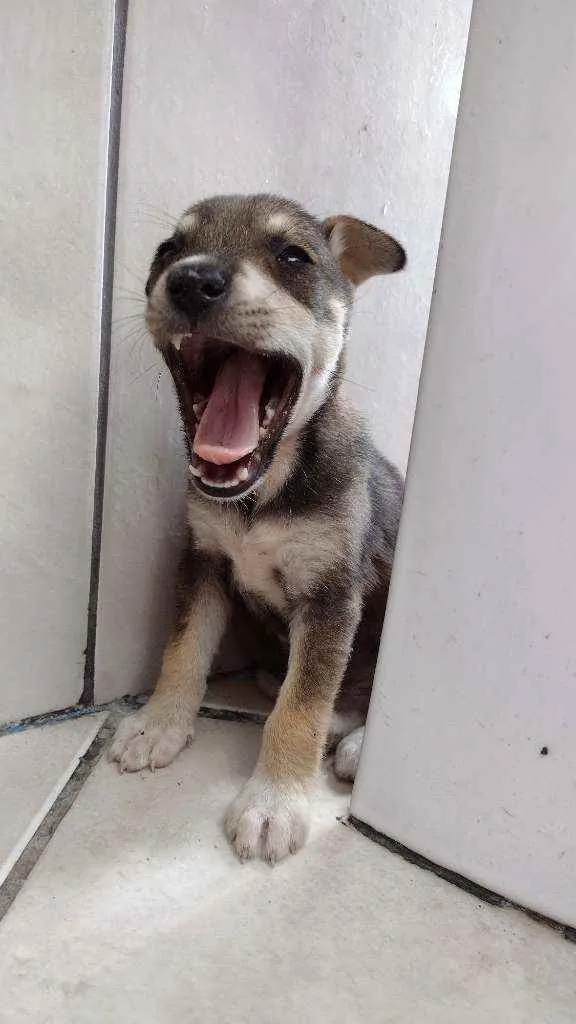 Cachorro ra a vira latinha lindo idade 2 a 6 meses nome Luna