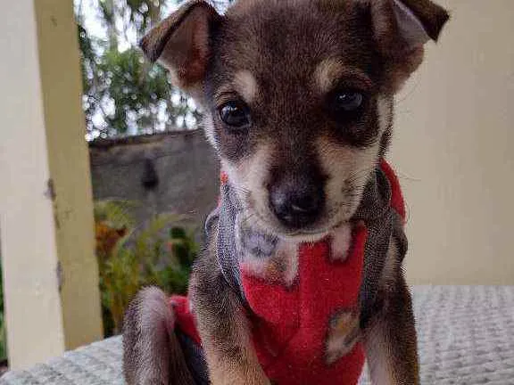 Cachorro ra a vira latinha lindo idade 2 a 6 meses nome Luna