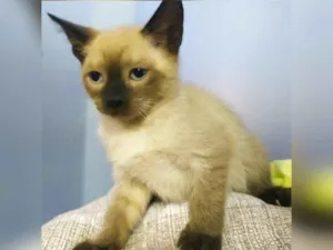 Gato raça SRD idade 2 a 6 meses nome NOAH