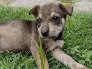 Cachorro raça vira latinha lindo idade 2 a 6 meses nome Luna