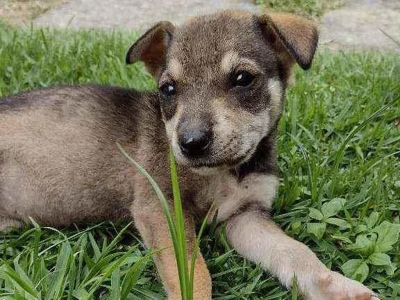 Cachorro ra a vira latinha lindo idade 2 a 6 meses nome Luna