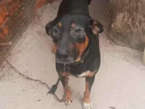 Cachorro raça Doberman e labrador idade 3 anos nome Bryan