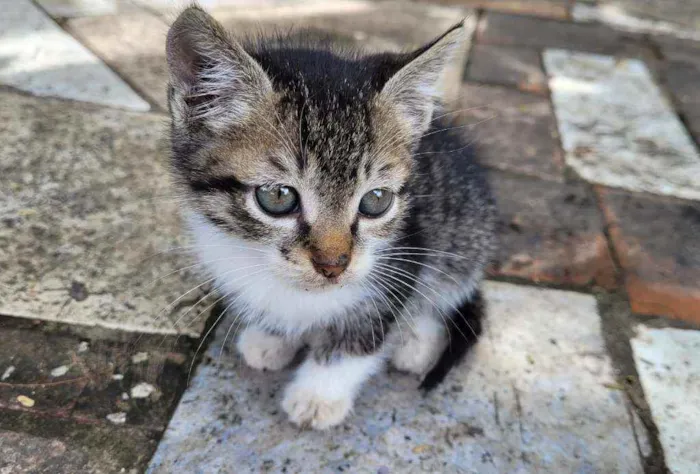 Gato ra a SRD idade Abaixo de 2 meses nome Huguinho