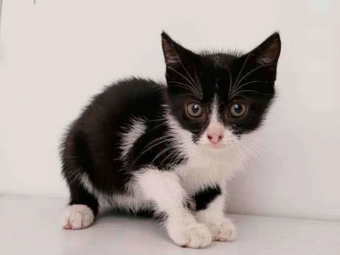 Gato ra a SRD idade Abaixo de 2 meses nome Antonia