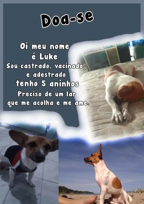 Cachorro ra a Vira lata idade 4 anos nome Luke