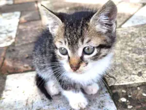 Gato raça SRD idade Abaixo de 2 meses nome Huguinho