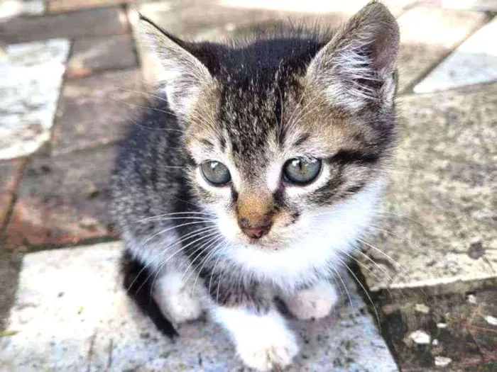 Gato ra a SRD idade Abaixo de 2 meses nome Huguinho