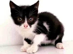 Gato raça SRD idade Abaixo de 2 meses nome Antonia