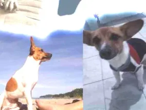 Cachorro raça Vira lata idade 4 anos nome Luke