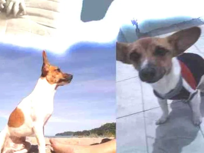 Cachorro ra a Vira lata idade 4 anos nome Luke