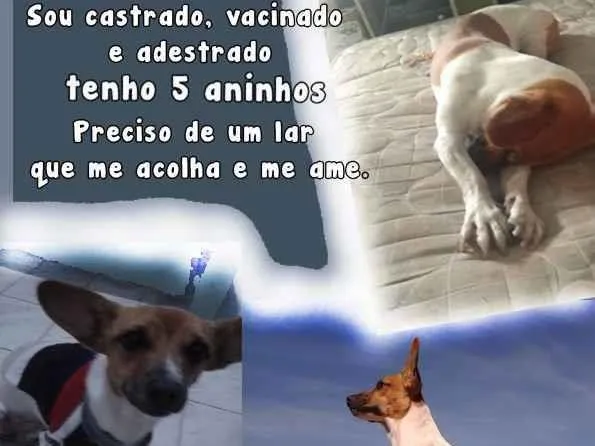 Cachorro ra a Vira lata idade 4 anos nome Luke