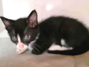 Gato raça SRD idade Abaixo de 2 meses nome Theo