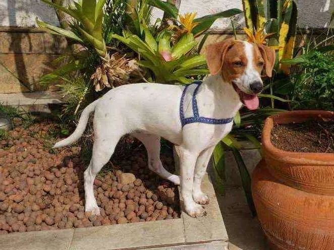 Cachorro raça SRD idade 2 a 6 meses nome Maria