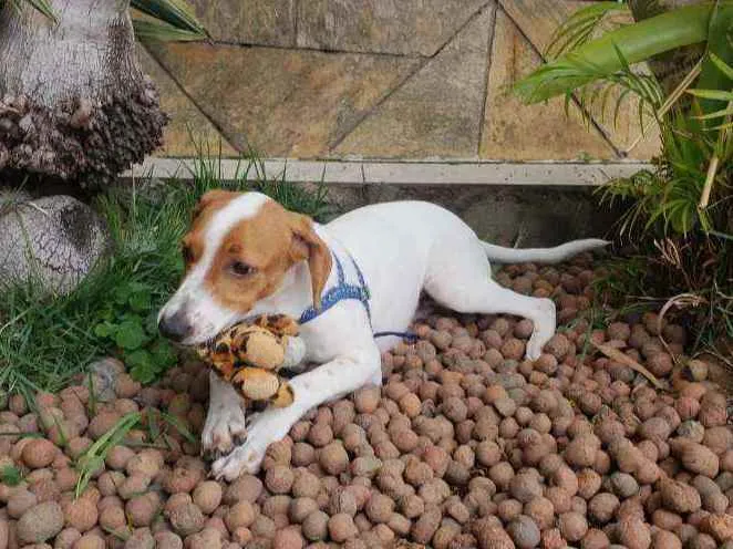 Cachorro raça SRD idade 2 a 6 meses nome Maria