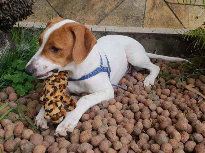 Cachorro raça SRD idade 2 a 6 meses nome Maria