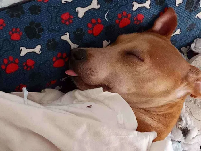Cachorro ra a SRD idade 2 a 6 meses nome Bartolomeu