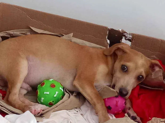 Cachorro ra a SRD idade 2 a 6 meses nome Bartolomeu