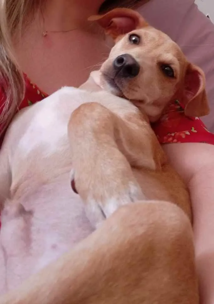 Cachorro ra a SRD idade 2 a 6 meses nome Bartolomeu