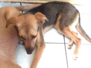 Cachorro raça Sem raça definida idade 7 a 11 meses nome Spike