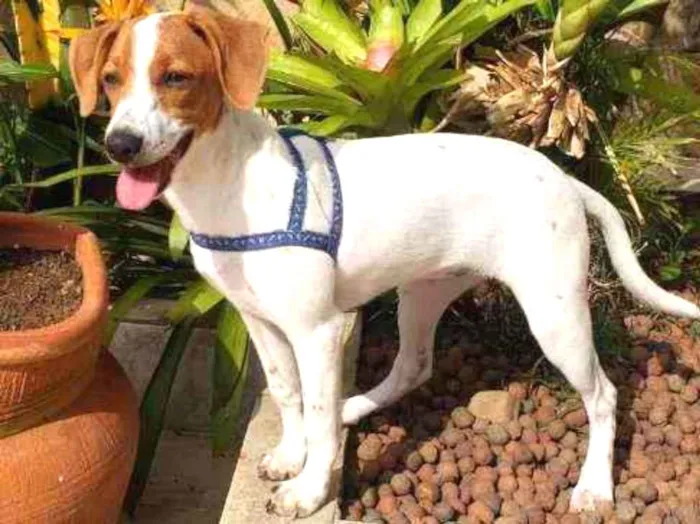 Cachorro raça SRD idade 2 a 6 meses nome Maria